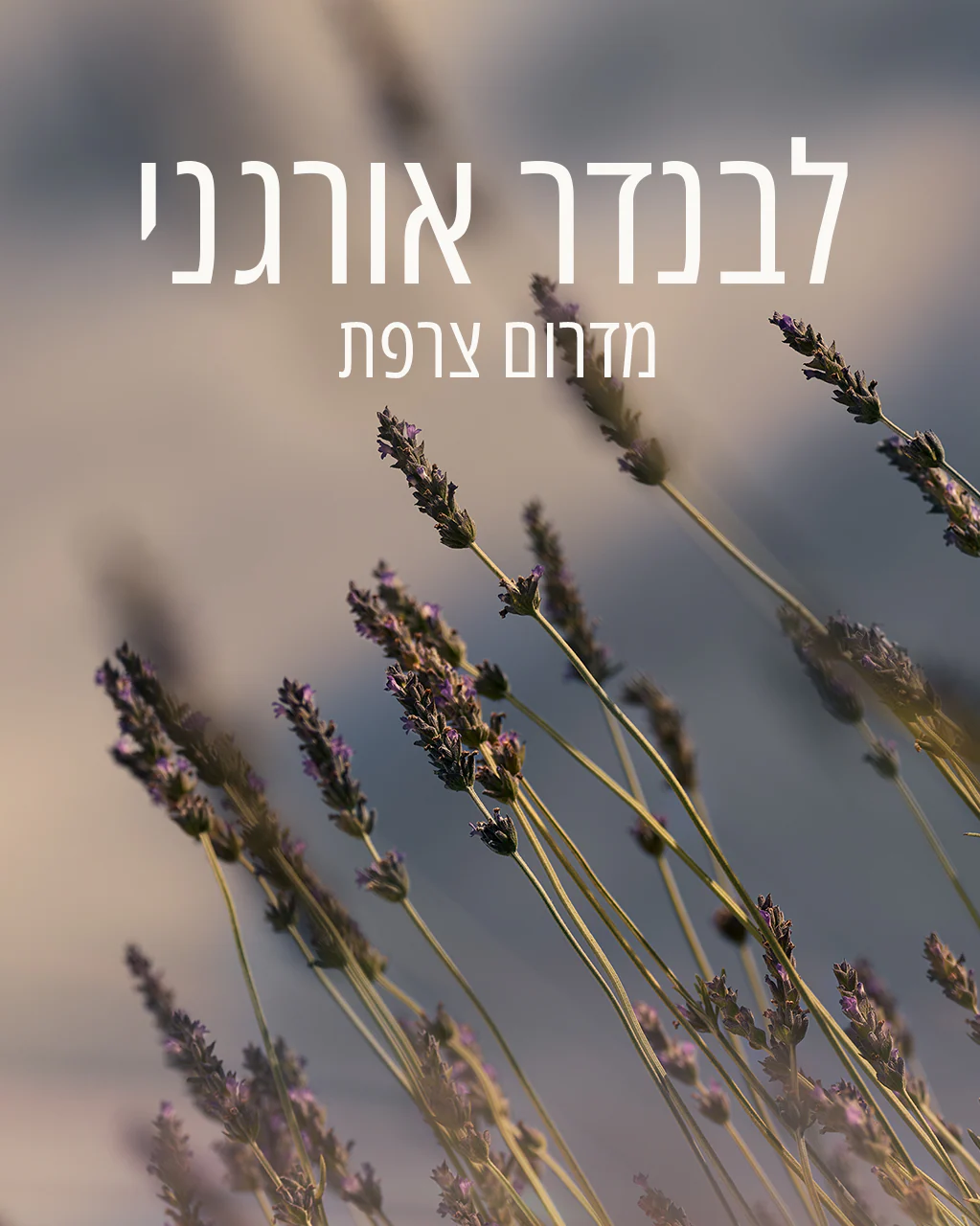 תמונה ממוזערת 2