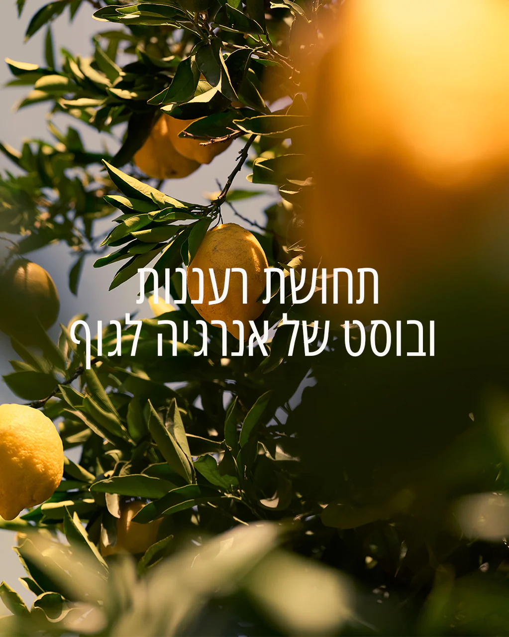 תמונה ממוזערת 2