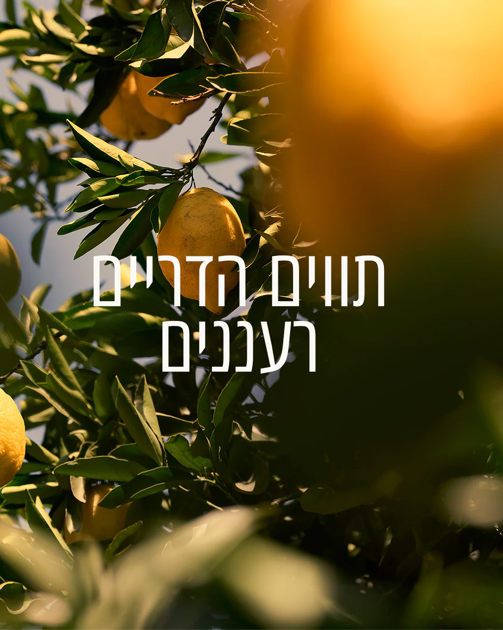 תמונה ממוזערת 2
