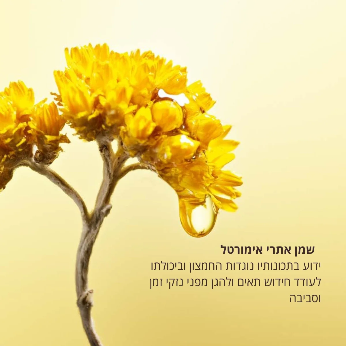 תמונת מוצר 4
