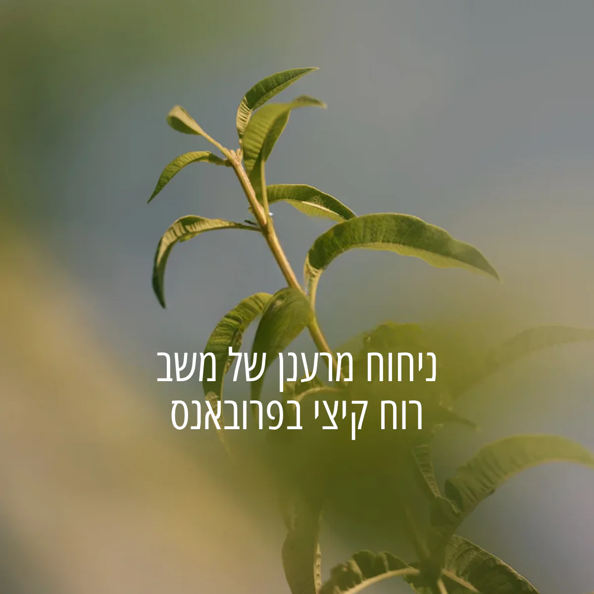 תמונה ממוזערת 2